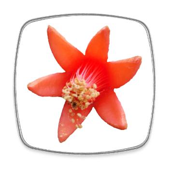 Pomegranate_Flower_Macro_Moody_Botanical_Art - Magnet carré - blanc - Devant
