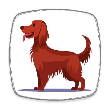 Irish Red Setter (comic) - Square fridge magnet - white - Front