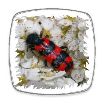 Beewolf likes bee larvae to eat - Square fridge magnet - white - Front