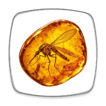 Mosquito in Amber - Magnet carré - blanc - Devant