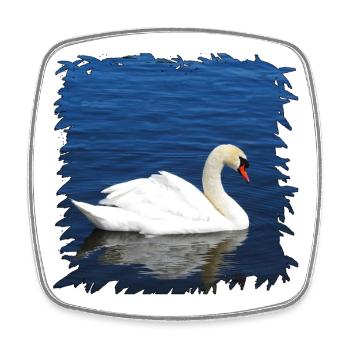 Cygne blanc sur l’eau bleue - Magnet carré - blanc - Devant