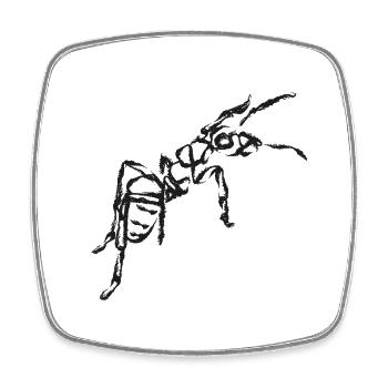 Fourmi noire – Illustration insecte - Magnet carré - blanc - Devant
