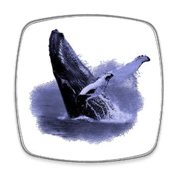 Humpback whale in the sea - Square fridge magnet - white - Front