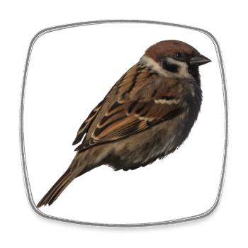 Spatz2 - Viereckiger Kühlschrankmagnet - Weiß - Vorne