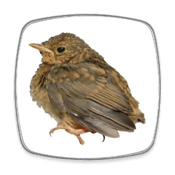 Robin Branch - Square fridge magnet - white - Front