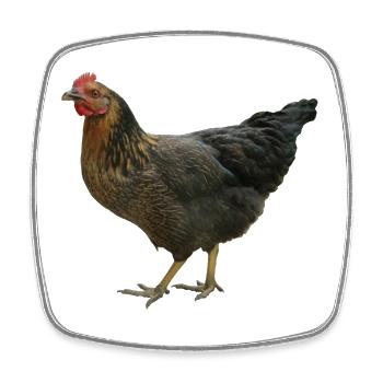 poulet noir - Magnet carré - blanc - Devant