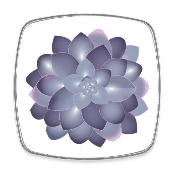 beautiful succulents blossom in delicate colors - Square fridge magnet - white - Front