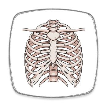 Anatomical sternum and rib structure - Square fridge magnet - white - Front