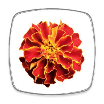 Tagetes - Viereckiger Kühlschrankmagnet - Weiß - Vorne