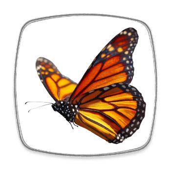 Monarchfalter im Flug Natur Design - Viereckiger Kühlschrankmagnet - Weiß - Vorne