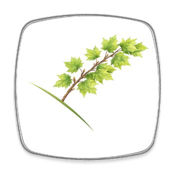 Blätterzweig Ahorn - Aquarell - Viereckiger Kühlschrankmagnet - Weiß - Vorne