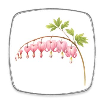 Tränendes Herz Rosa Frühlingsblume  - Viereckiger Kühlschrankmagnet - Weiß - Vorne