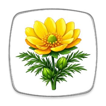 Adonisröschen Gelbe Wildblume Natur Floral Design - Viereckiger Kühlschrankmagnet - Weiß - Vorne