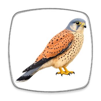 Common kestrel male - Square fridge magnet - white - Front
