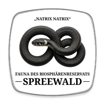 Spreewald Ringelnatter – Vintage Biologie Stil - Viereckiger Kühlschrankmagnet - Weiß - Vorne