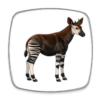 Okapi - Viereckiger Kühlschrankmagnet - Weiß - Vorne