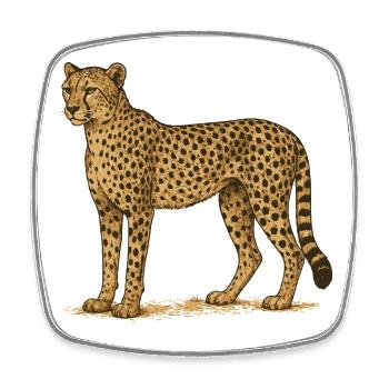 Gepard - Viereckiger Kühlschrankmagnet - Weiß - Vorne