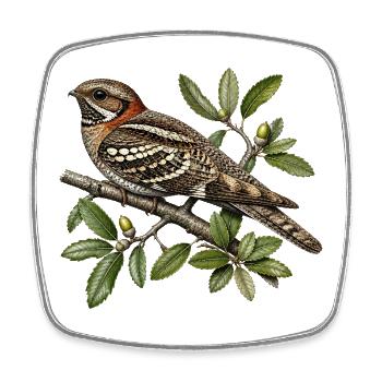 Nightjar | Caprimulgus ruficollis - Square fridge magnet - white - Front
