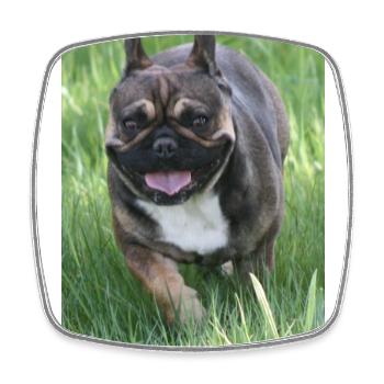 petite canne à pêche notre Français Bulldog - Magnet carré - blanc - Devant
