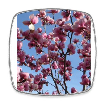 Branches de magnolia rose au printemps - Magnet carré - blanc - Devant