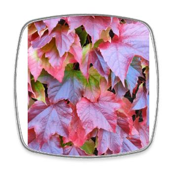 Rote Herbstblätter Reben Herbst Blätter Laub Photo - Viereckiger Kühlschrankmagnet - Weiß - Vorne