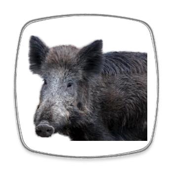 Sanglier Sanglier Porc Truie Cochon - Magnet carré - blanc - Devant