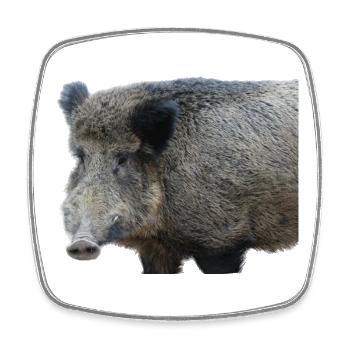 Wild boar Wild boar Pig Sow Pigs - Square fridge magnet - white - Front