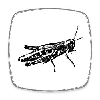 grasshopper graphic - Viereckiger Kühlschrankmagnet - Weiß - Vorne