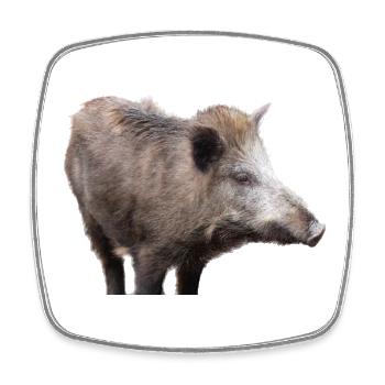 Wildschwein Wildsau Schwein Sau Schweine - Viereckiger Kühlschrankmagnet - Weiß - Vorne