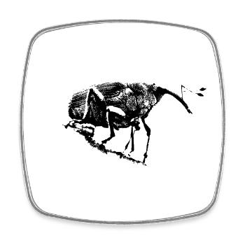 Eichelbohrer / Weevil / Insekt - Viereckiger Kühlschrankmagnet - Weiß - Vorne
