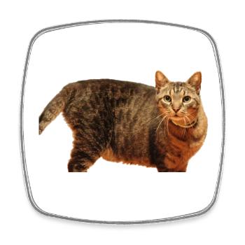 Katze Kätzchen - Viereckiger Kühlschrankmagnet - Weiß - Vorne