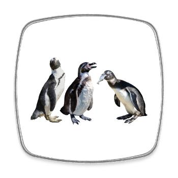 Spectacled penguin, penguin with fish, Africa animals - Square fridge magnet - white - Front