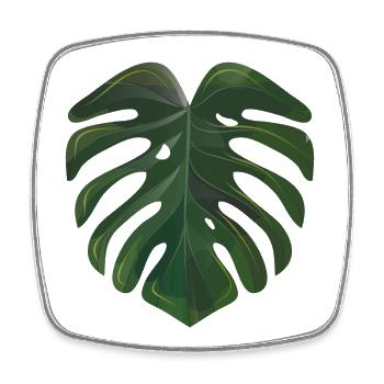 Blatt der Monstera deliciosa - Fensterblatt- - Viereckiger Kühlschrankmagnet - Weiß - Vorne