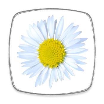 Gänseblümchen - Viereckiger Kühlschrankmagnet - Weiß - Vorne
