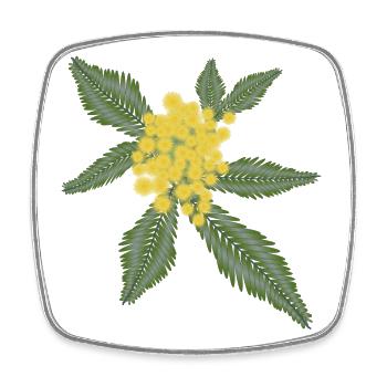 Silber Akazie mit ihren gelben Blüten Pompons - Viereckiger Kühlschrankmagnet - Weiß - Vorne