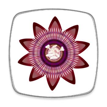 Kunstvolle Blüte einer roten Passionsblume - Viereckiger Kühlschrankmagnet - Weiß - Vorne