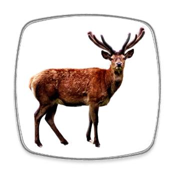 Hirsch - Viereckiger Kühlschrankmagnet - Weiß - Vorne