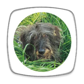 Cute wire-haired dachshund lifelike - dachshund - Square fridge magnet - white - Front