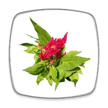 ROTE CELOSIA - Viereckiger Kühlschrankmagnet - Weiß - Vorne
