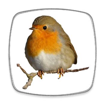 Robin sitting on branch - Square fridge magnet - white - Front