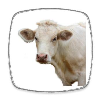 drôle vache tête de vache cadeau fermier - Magnet carré - blanc - Devant