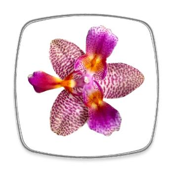 Phalaenopsis Joy Fairy Tale peloric Orchideenblüte - Viereckiger Kühlschrankmagnet - Weiß - Vorne