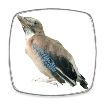 Eichelhäher Jungvogel - Viereckiger Kühlschrankmagnet - Weiß - Vorne