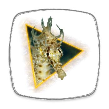 Seahorse in a triangle - Square fridge magnet - white - Front