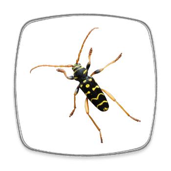 Cerf bélier en chêne - Magnet carré - blanc - Devant