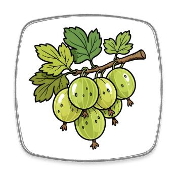 Stachelbeeren Zweig Illustration - Viereckiger Kühlschrankmagnet - Weiß - Vorne