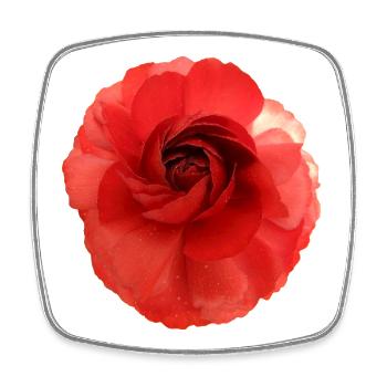 Rote Rose Blütenprint groß - Viereckiger Kühlschrankmagnet - Weiß - Vorne