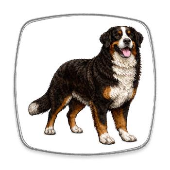 Vintage Bernese Mountain Dog Illustration – Dog Loyalty - Square fridge magnet - white - Front