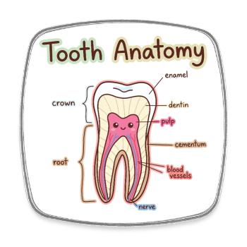 Tooth Anatomy Dental Assistant Dentist - Square fridge magnet - white - Front