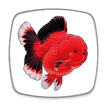 Poisson rouge Oranda de haute qualité Orange Noir - Magnet carré - blanc - Devant